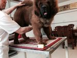 World Class Tibetan Mastiff Puppies - Tibetan Mastiff Dog