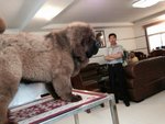 World Class Tibetan Mastiff Puppies - Tibetan Mastiff Dog