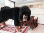 World Class Tibetan Mastiff Puppies - Tibetan Mastiff Dog