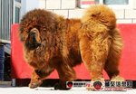 World Class Tibetan Mastiff Puppies - Tibetan Mastiff Dog