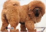 World Class Tibetan Mastiff Puppies - Tibetan Mastiff Dog