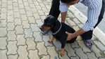 Blackie (Real Name Unknown) - Mixed Breed Dog