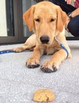 Latte - Labrador Retriever Dog