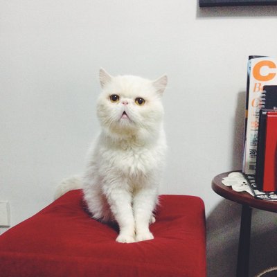 Kasper - Exotic Shorthair Cat