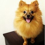 Sophi - Pomeranian Dog