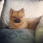 Sophi - Pomeranian Dog