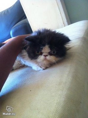 Jacky - Persian Cat