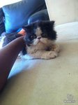 Jacky - Persian Cat