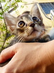 Yoda sitting in my hand enjoying the morning sun. 31 May 2014