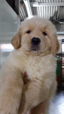 Golden  - Golden Retriever Dog