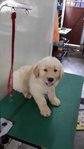 Golden  - Golden Retriever Dog