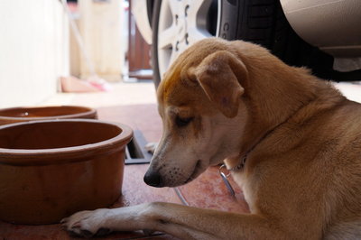 Brownie - Mixed Breed Dog