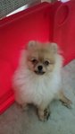 Pomeranian Puppy - Pomeranian Dog