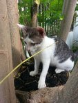 Spotty - Domestic Short Hair Cat