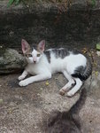 Spotty - Domestic Short Hair Cat