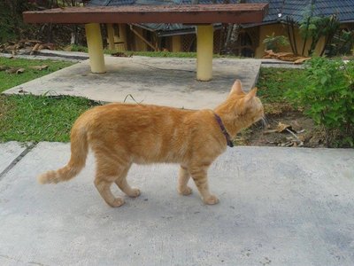 Marble - Domestic Medium Hair Cat