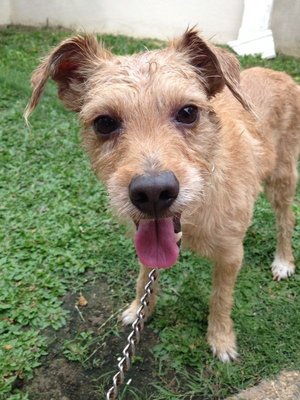 [Found] Male Small Breed Dog - Schnauzer + Australian Terrier Dog