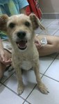 [Found] Male Small Breed Dog - Schnauzer + Australian Terrier Dog