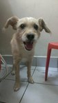 [Found] Male Small Breed Dog - Schnauzer + Australian Terrier Dog