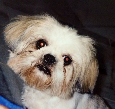 Su Zu - Shih Tzu Dog