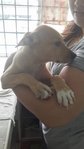 Brown pup with white paws (female, healthy, beautiful and short hair fur)