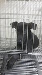 black pup (male, healthy survived parvo virus and first vaccination given)