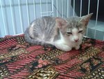 Elsa - Domestic Short Hair Cat