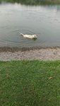 He is an advanturous dog, loves to swim in lake / waterfall and be part of anything natural