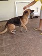 Pure German Shepherd - German Shepherd Dog Dog