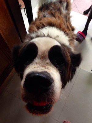 Casie  - Saint Bernard Dog