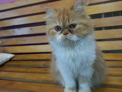 Orange And White - Persian Cat