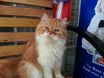 Orange And White - Persian Cat