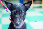 Talia looking for a home