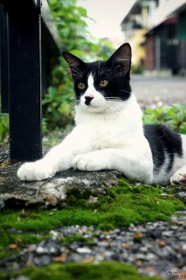 Zorro - Domestic Medium Hair Cat