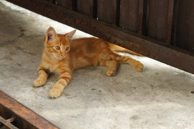 Meow - American Shorthair Cat