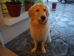 Whiskey - Golden Retriever Dog