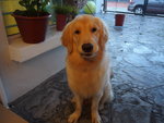 Whiskey - Golden Retriever Dog