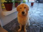 Whiskey - Golden Retriever Dog