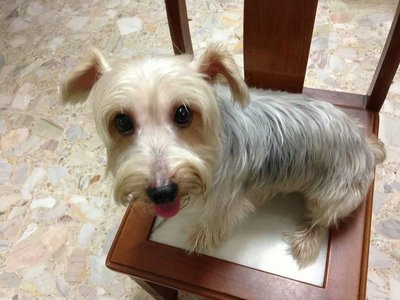 Miky - Silky Terrier Dog