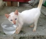 Mr Black N Ms White - Domestic Medium Hair + Domestic Short Hair Cat