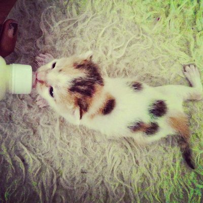 Calico Kitty - Calico Cat