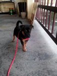 Ipoh - Miko - Mixed Breed Dog