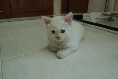 Moro And Gang - Birman + Domestic Medium Hair Cat