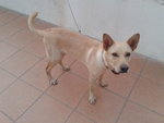 Isha - Mixed Breed Dog