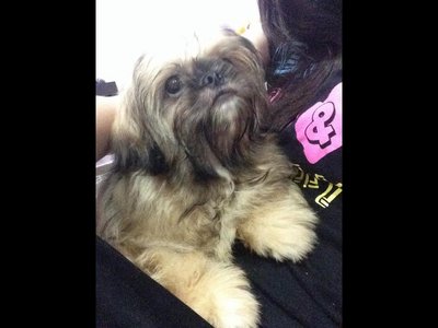 Pekingese Mix With Shih Tzu - Pekingese + Shih Tzu Dog