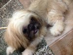 Pekingese Mix With Shih Tzu - Pekingese + Shih Tzu Dog