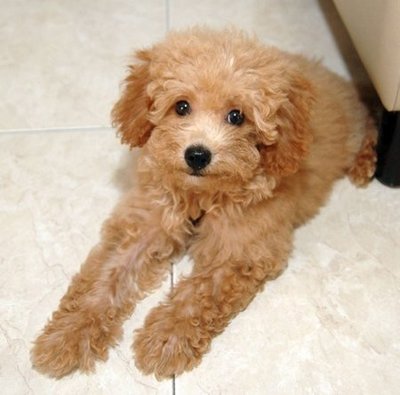 Happy - Poodle Dog