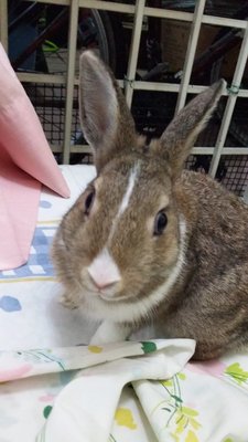 Ruffy - Netherland Dwarf Rabbit