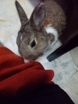 Ruffy - Netherland Dwarf Rabbit