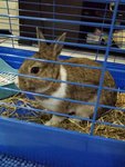 Ruffy - Netherland Dwarf Rabbit